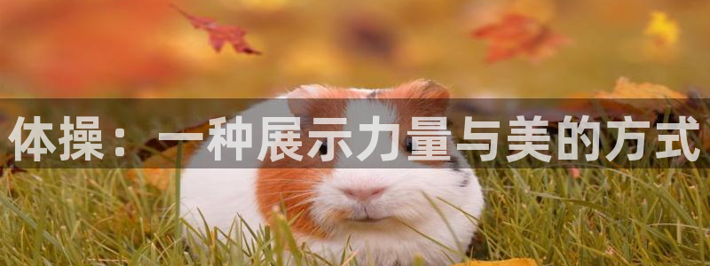 mk体育平台网页在线：体操：一种展示